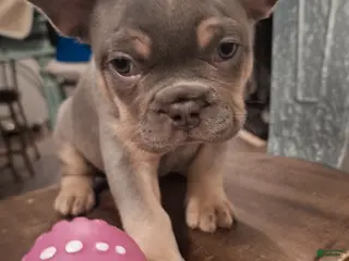French Bulldog dogs French Bulldog Puppy 1 - Ad 10
