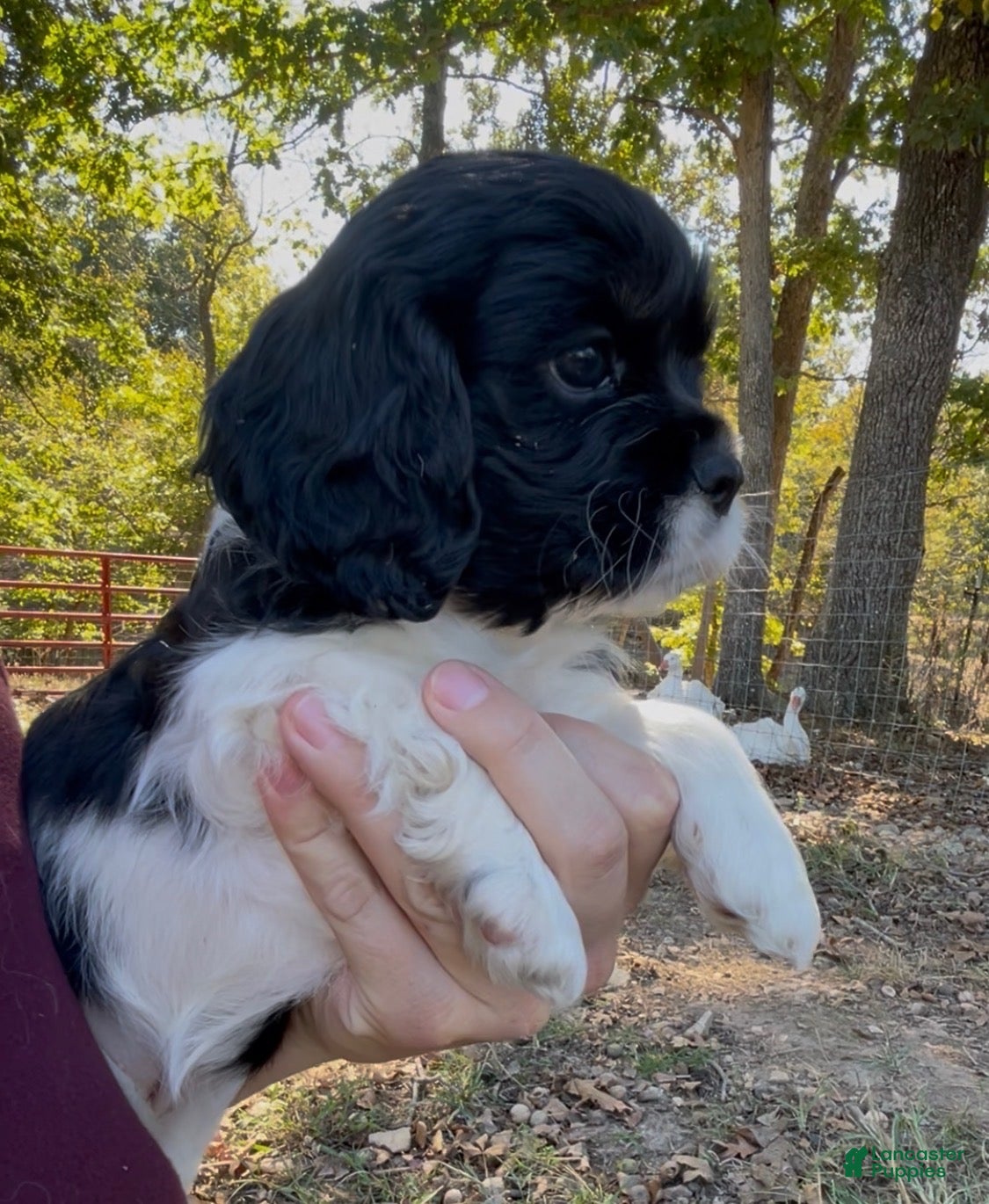 Mixed Breed dogs for sale: Zoë - Ad 1