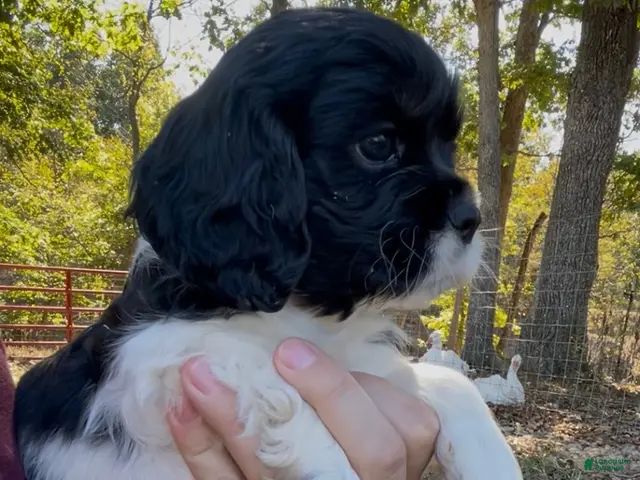 Mixed Breed dogs for sale: Zoë - Ad 1