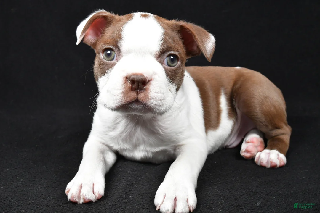 Boston Terrier dogs for sale: Harvey - Ad 3