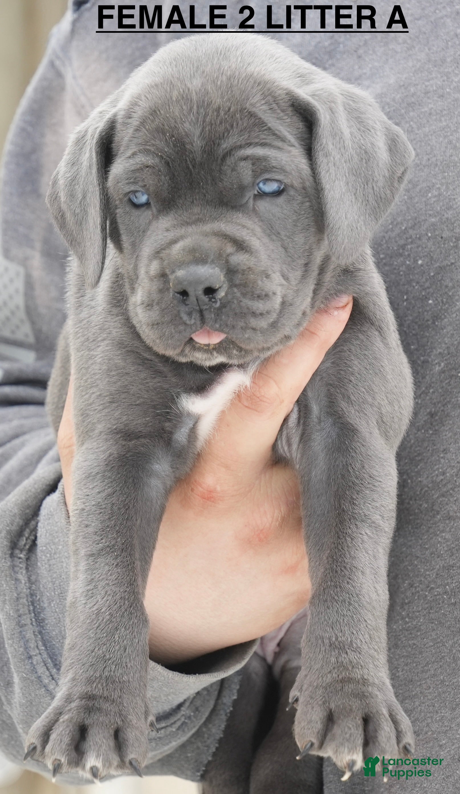 Cane Corso dogs Female 2 Litter A - Ad 31