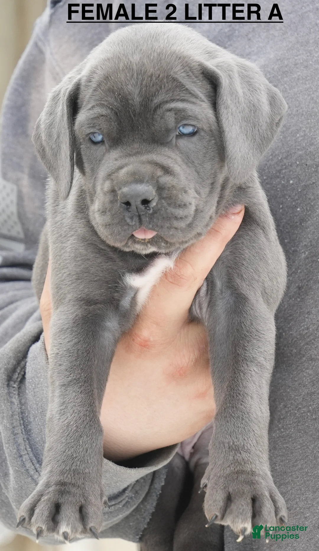 Cane Corso dogs for sale: Female 2 Litter A - Ad 1