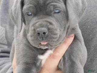 Cane Corso dogs Female 2 Litter A - Ad 31