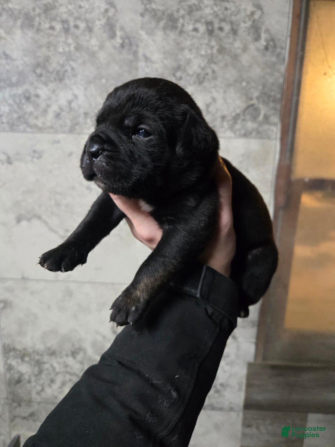 Cane Corso dogs for sale: Luigi  - Ad 2