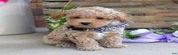 Toy Poodle dogs for sale: Miles - Ad 7