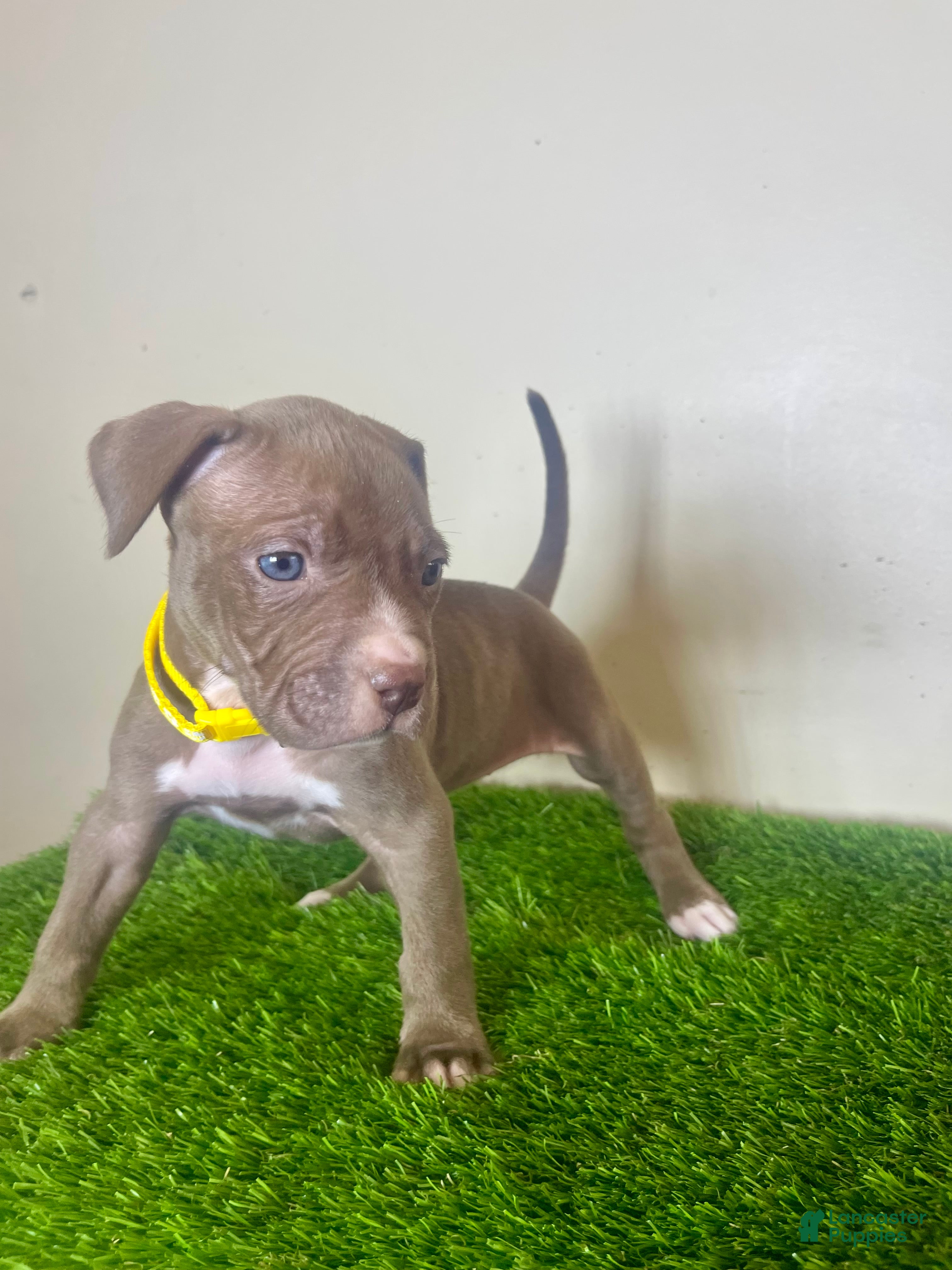 American Bully dogs American Bully Female 1 - Ad 30