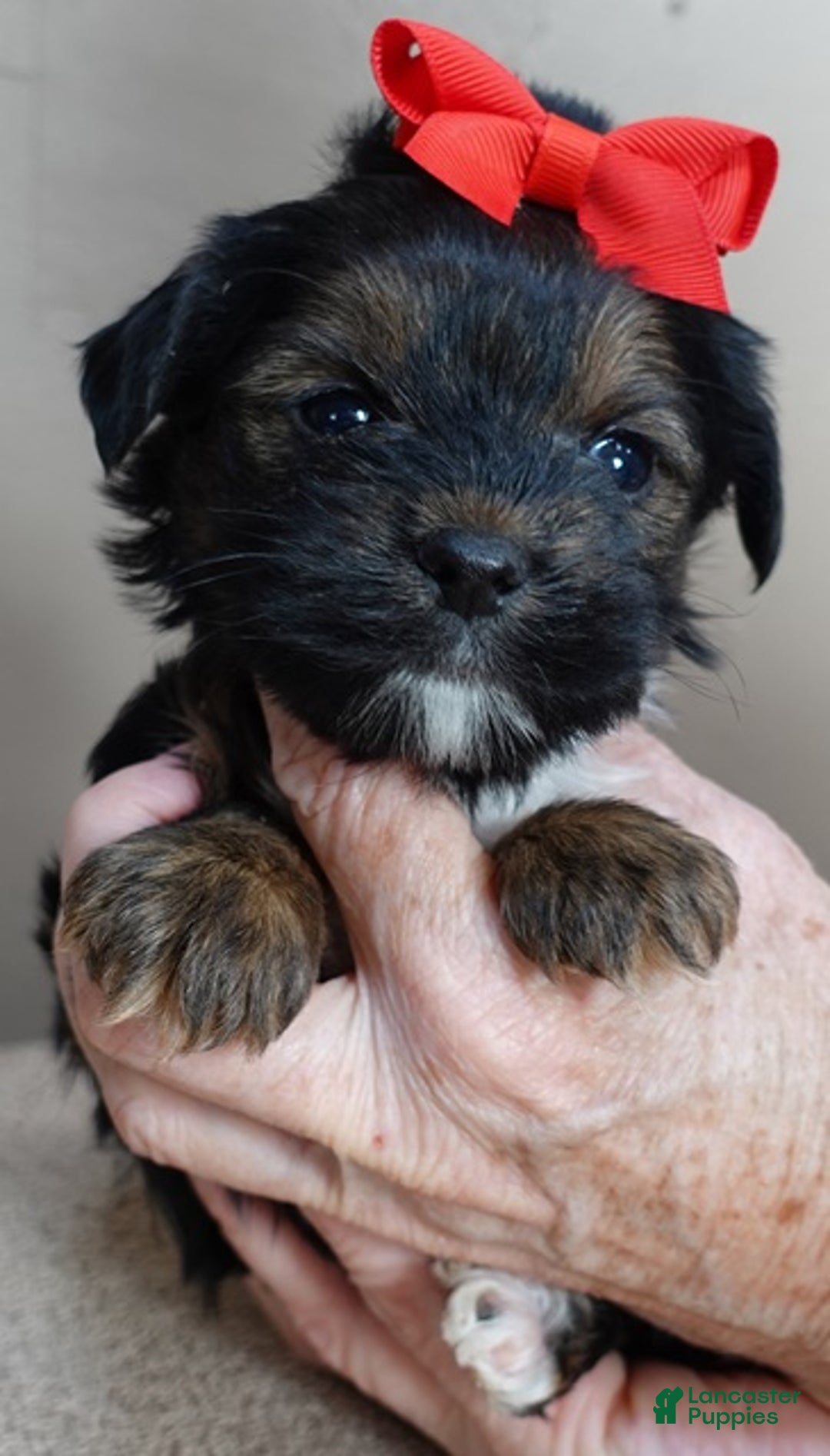 Yorkshire Terrier dogs for sale: Kismet black face - Ad 8