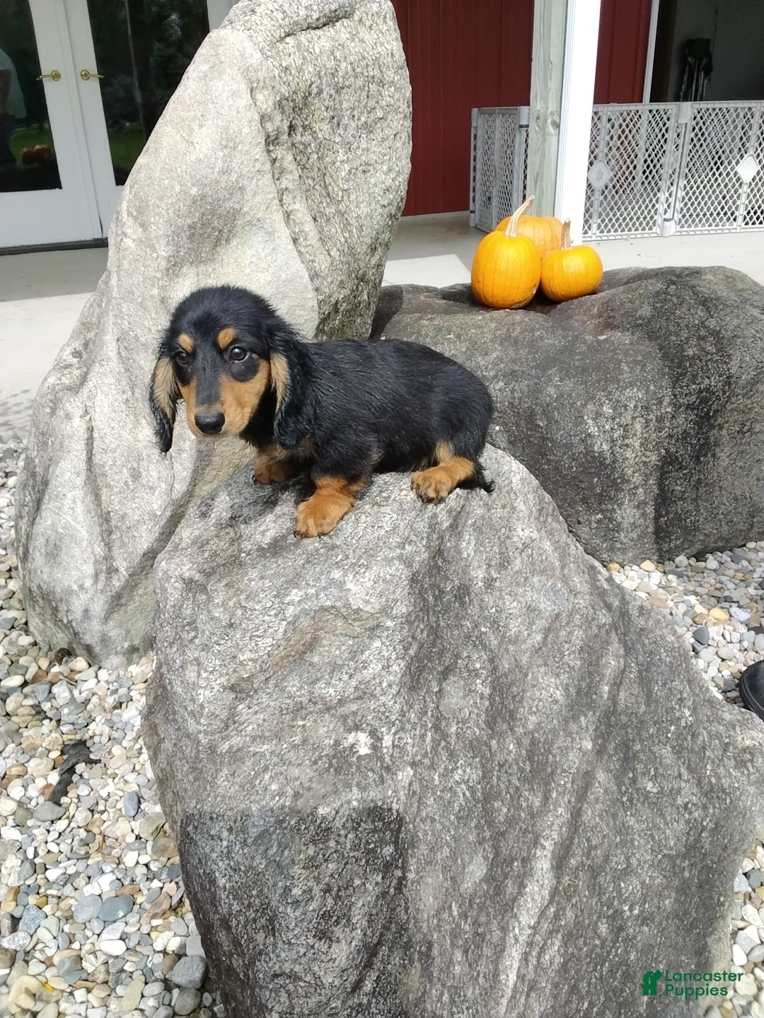 Miniature Dachshund dogs Lucky - Ad 2