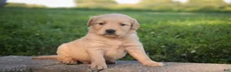 Golden Retriever dogs for sale: Meg Golden Retriever  - Ad 5