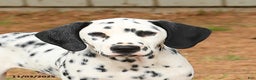 Dalmatian dogs for sale: Copper - Ad 3