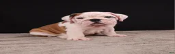 English Bulldog dogs for sale: Charlie  - Ad 5