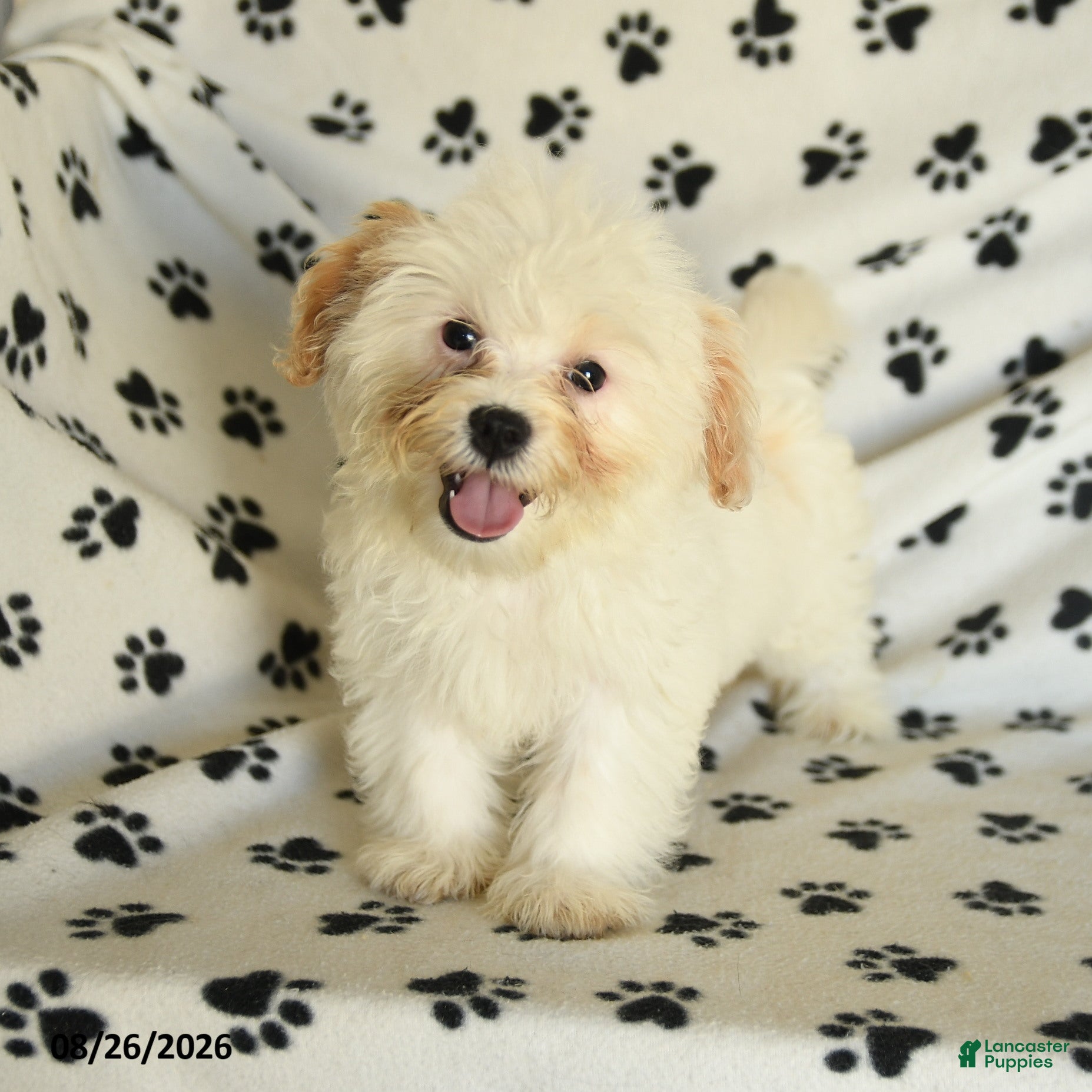 Mixed Breed dogs Una  - Ad 2