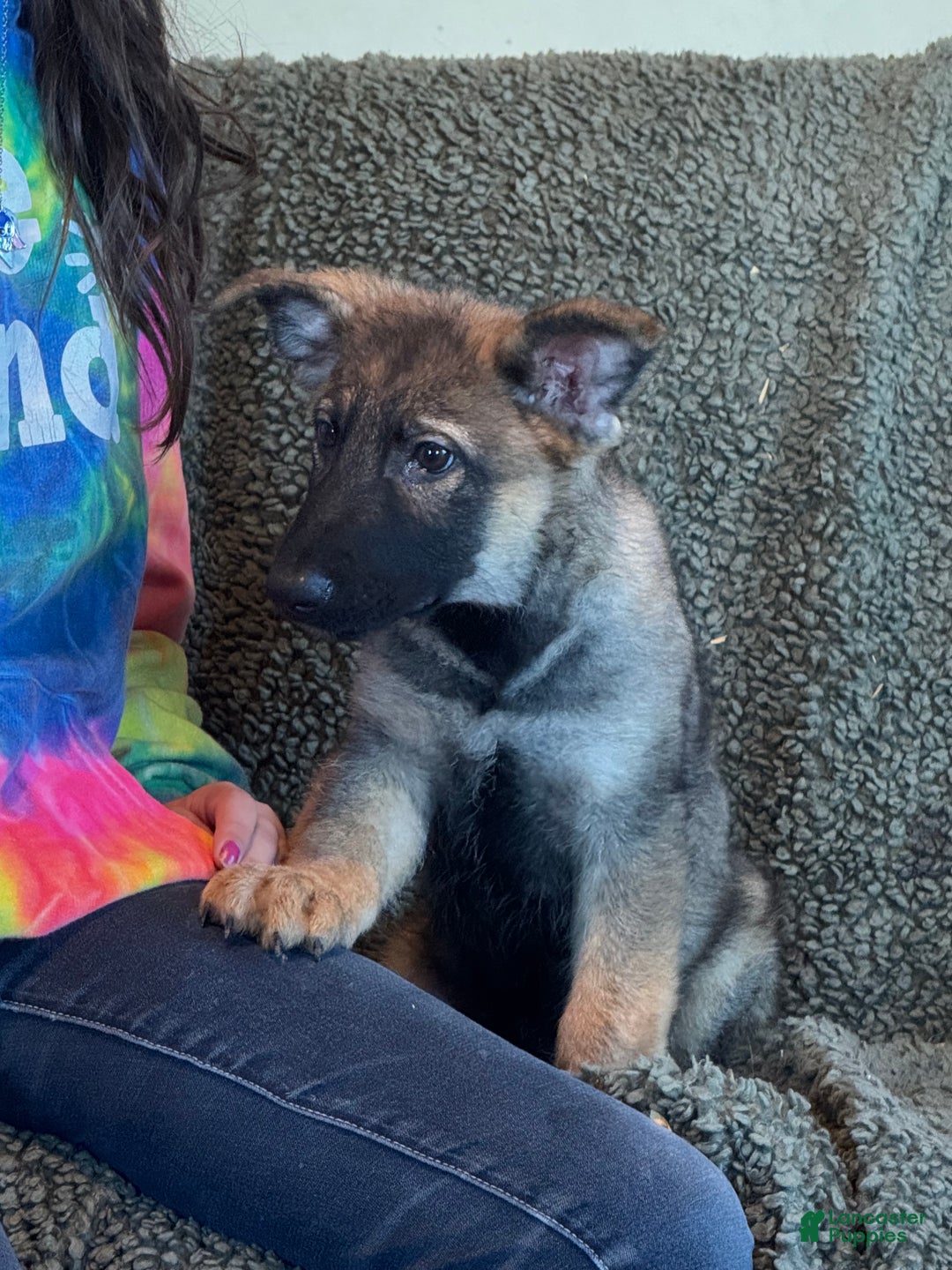 German Shepherd dogs for sale: German Shepherd Puppy 2 - Ad 2