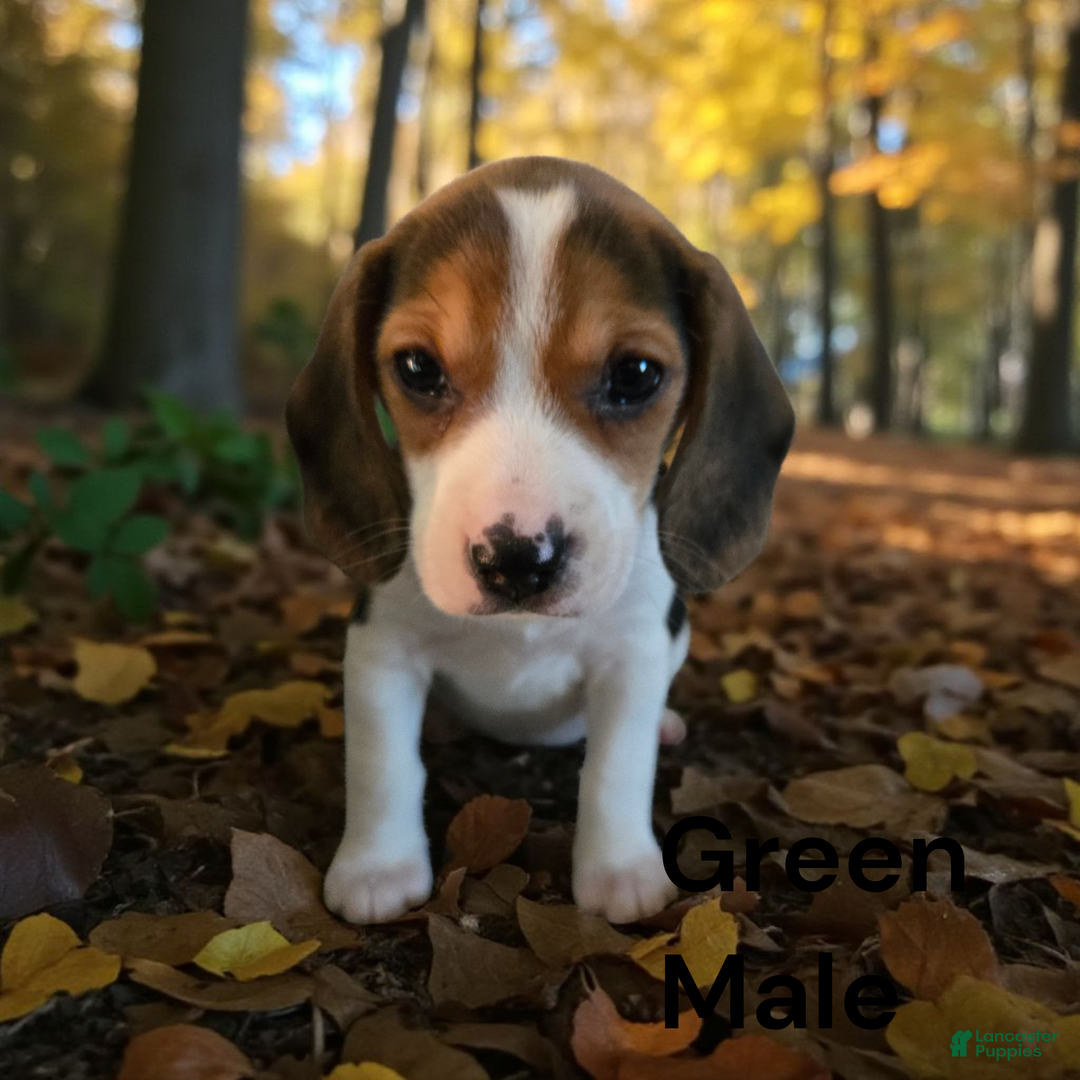 Beagle dogs for sale: Hershey/green - Ad 1