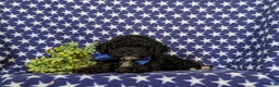 Toy Poodle dogs for sale: Corben 7 lbs Full Grown - Ad 5