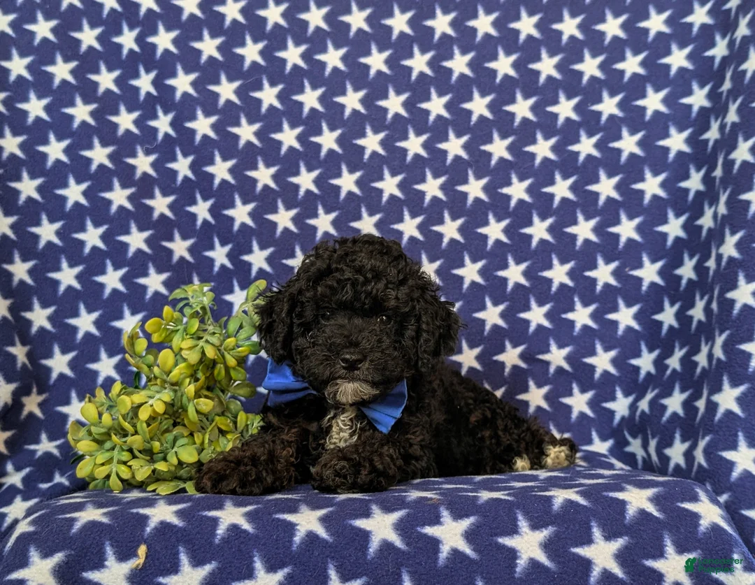 Toy Poodle dogs for sale: Corben 7 lbs Full Grown - Ad 5