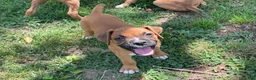 Boxer dogs for sale: Colt - Ad 1