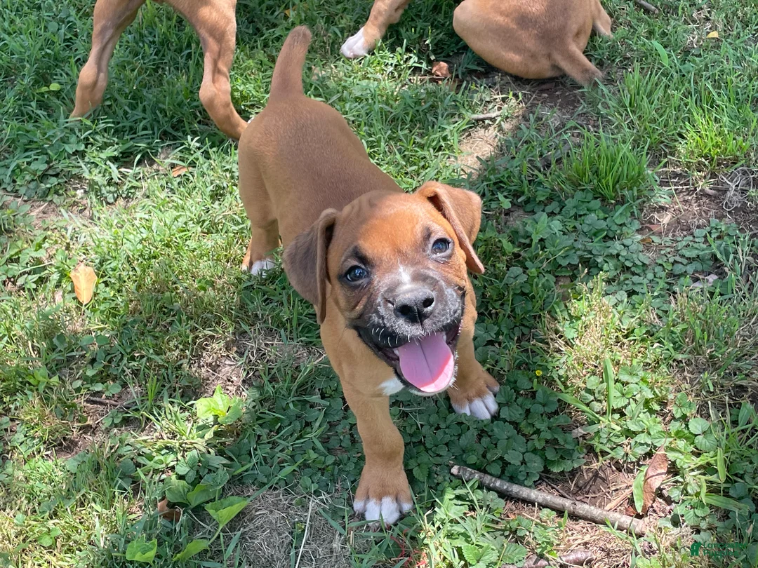 Boxer dogs for sale: Colt - Ad 1