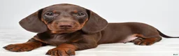 Miniature Dachshund dogs for sale: Buster  - Ad 4