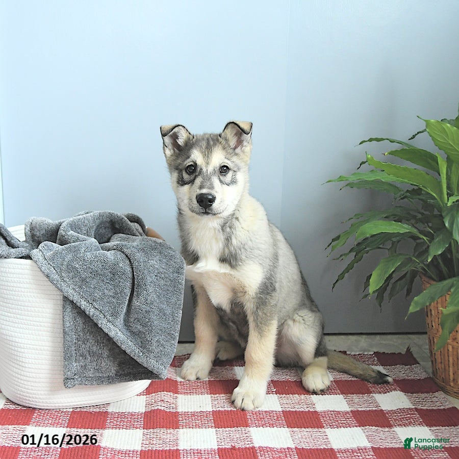 Siberian Husky dogs Balto - Ad 34