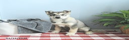 Siberian Husky dogs for sale: Balto - Ad 1