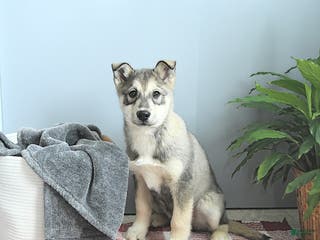 Siberian Husky dogs Balto - Ad 40