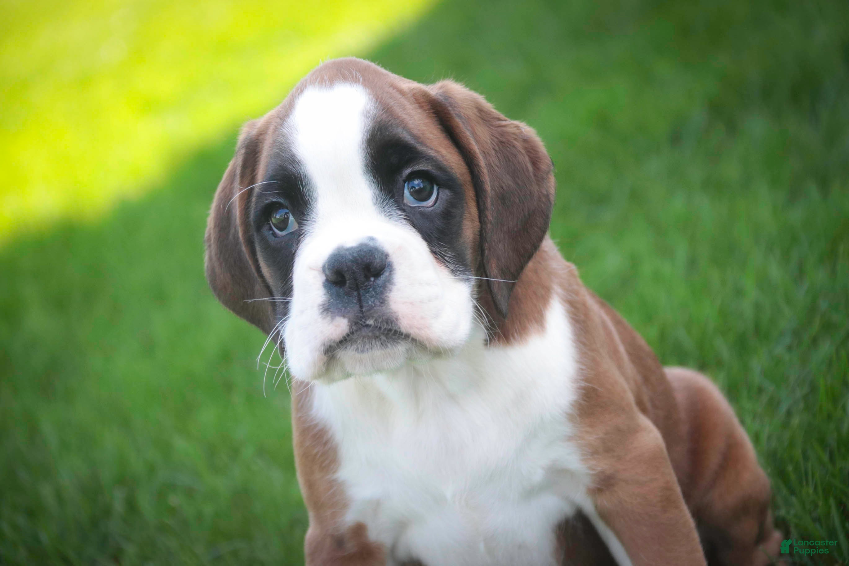 Boxer dogs Violet - Ad 2