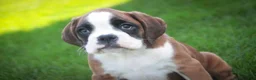 Boxer dogs for sale: Violet - Ad 2