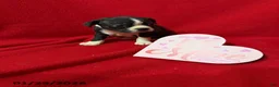 Boston Terrier dogs for sale: Harper - Ad 4