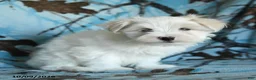 Maltese dogs for sale: Percy - Ad 3