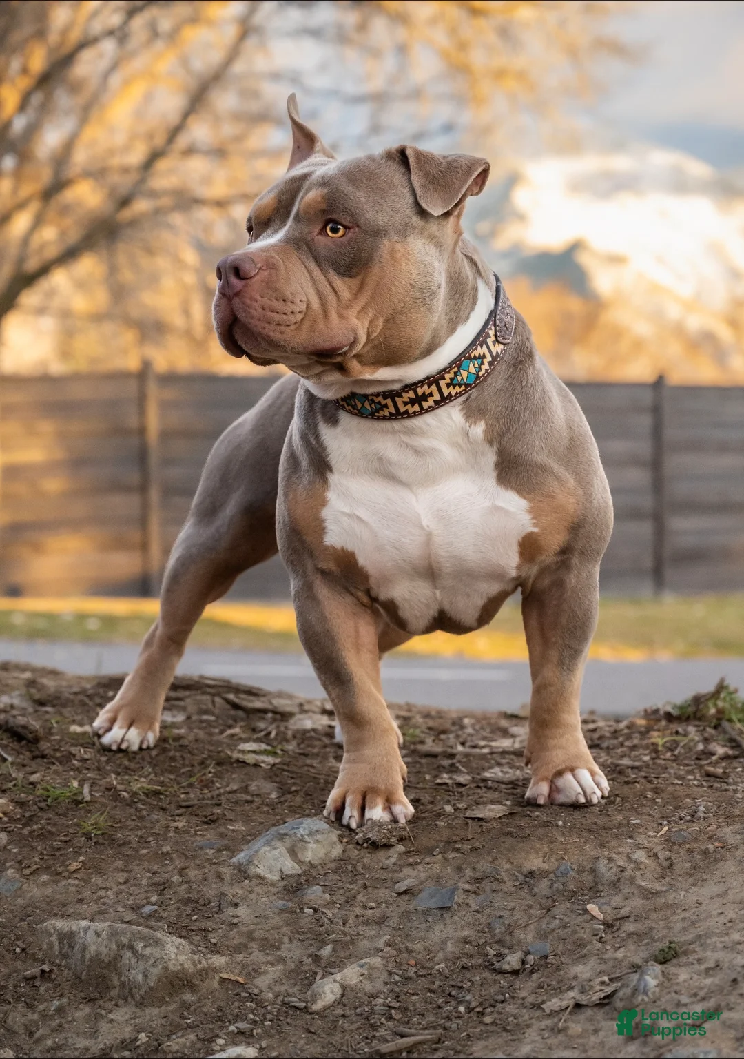 American Bully dogs for stud: Stud only - Ad 1