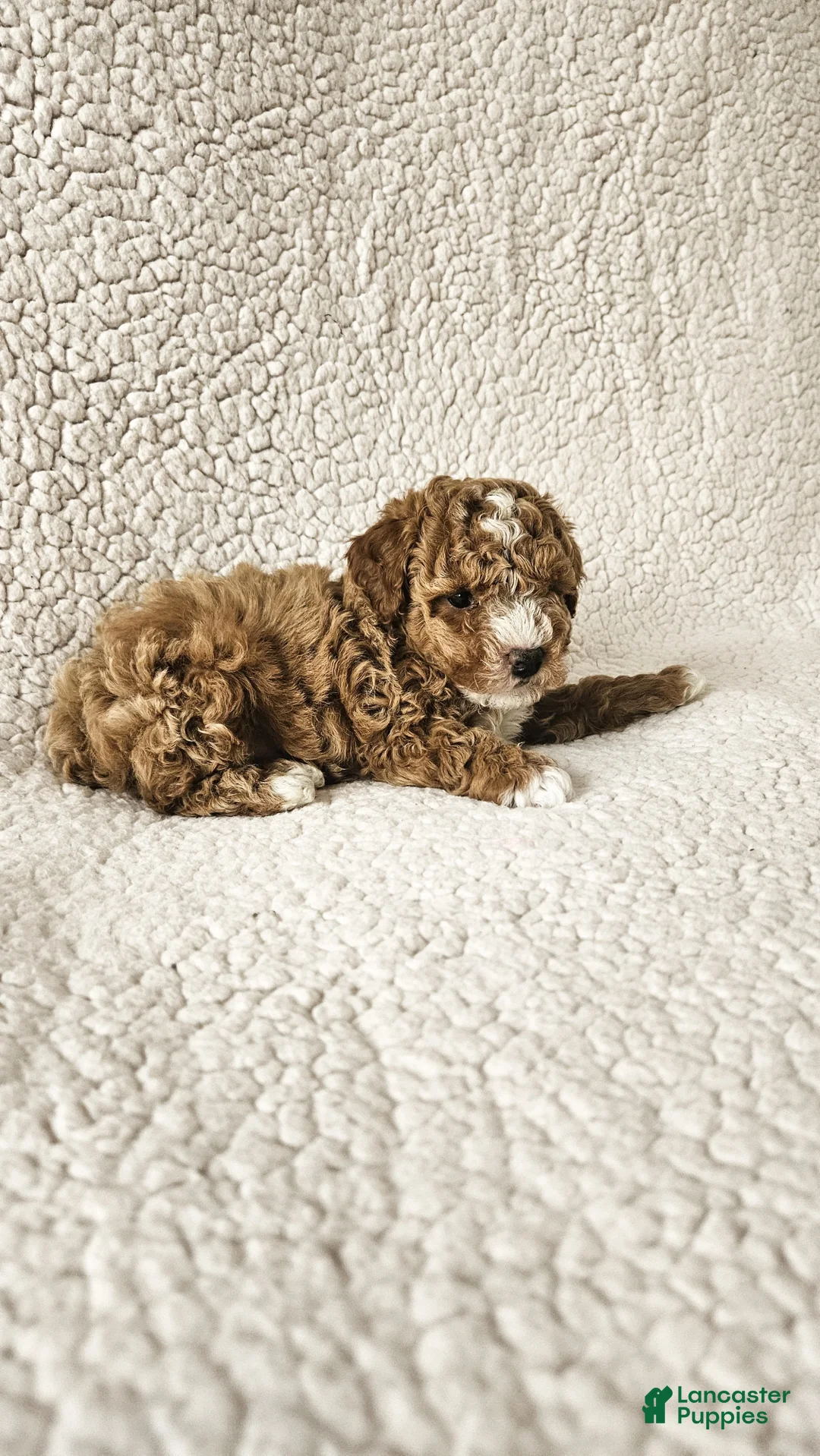 Toy Poodle dogs for sale: Jasper  - Ad 2