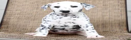 Dalmatian dogs for sale: Brittney - Ad 8