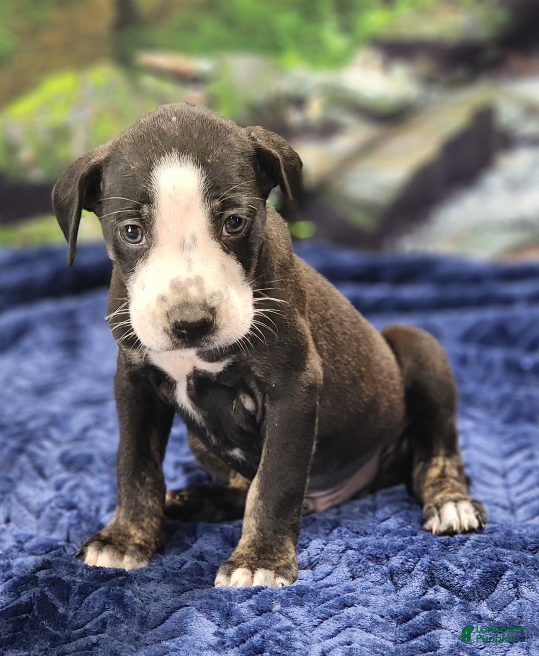 Catahoula Leopard Dog dogs for sale: Luna 2025 Male 1 - Ad 26