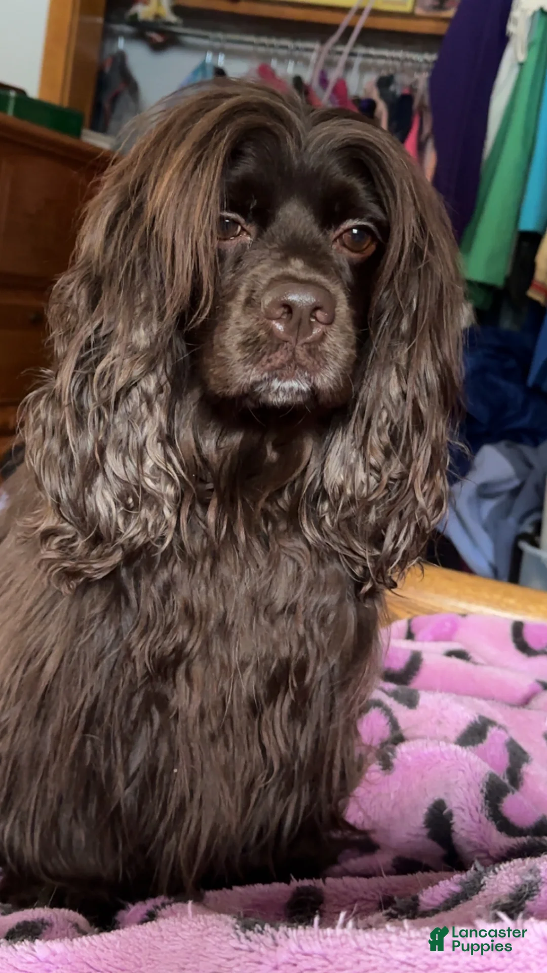 Cocker Spaniel dogs for sale: Cocker Spaniel Puppy 4 - Ad 5