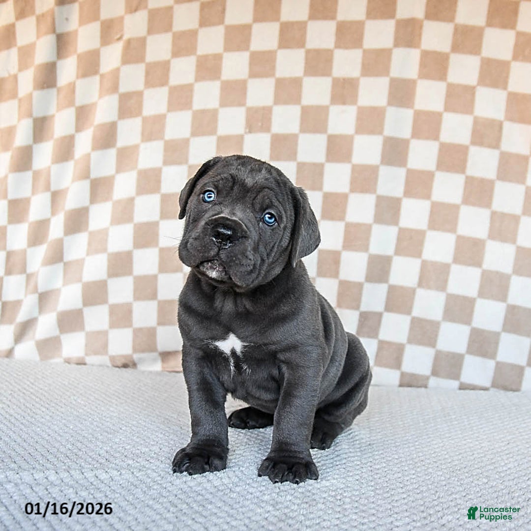 Cane Corso dogs for sale: Mighty - Ad 1