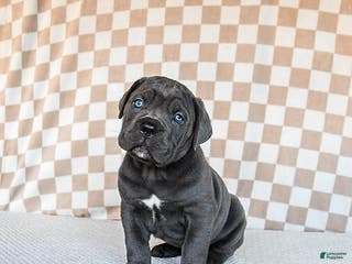 Cane Corso dogs Mighty - Ad 19