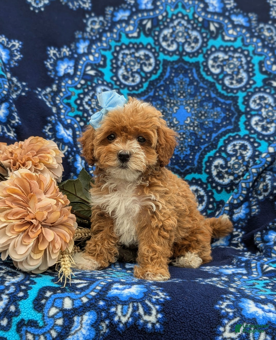 Hypoallergenic Rottie Poo Rottie Poo Dog Rottie Poo Matthew