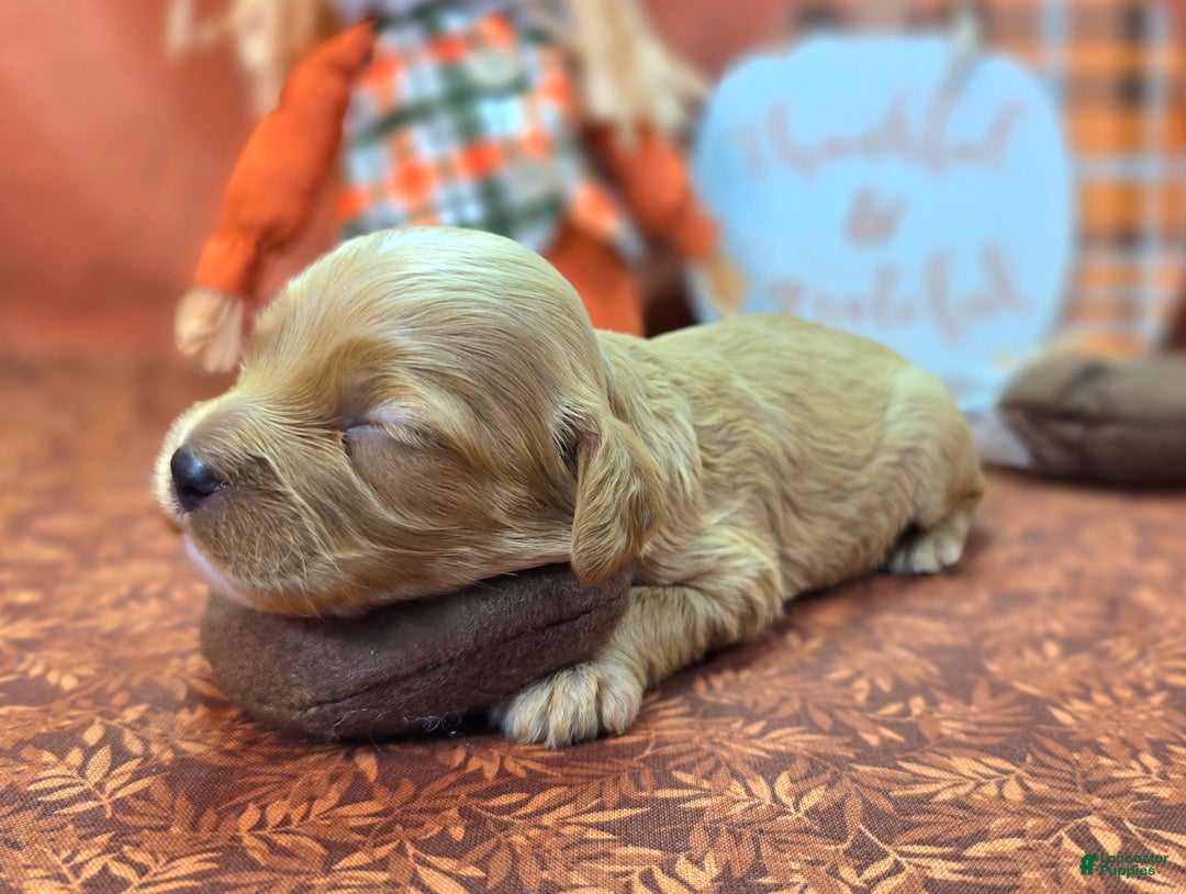 Cockapoo dogs for sale: Private Benjamin - Ad 7