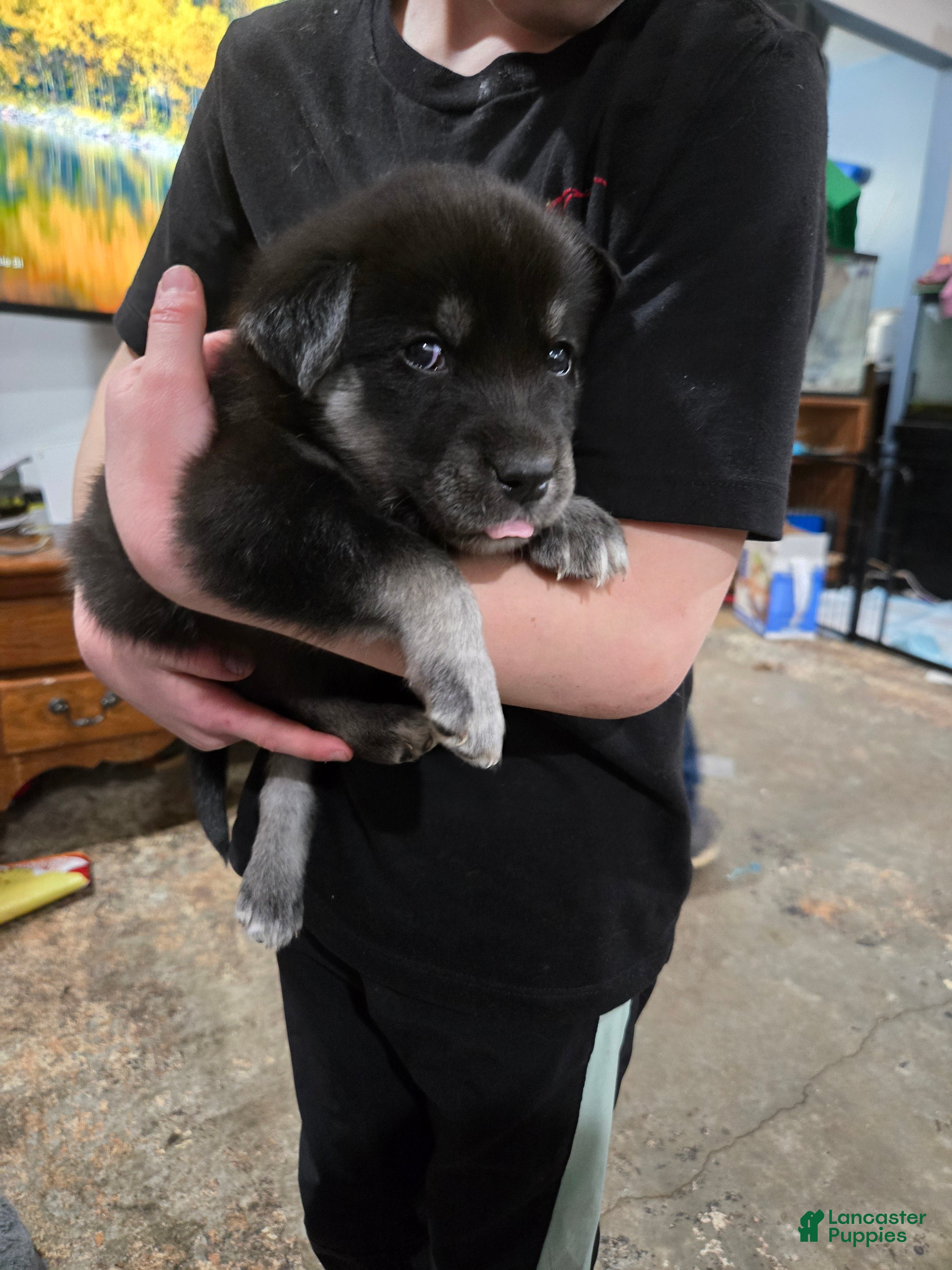 Goberian dogs Goberian light blue Puppy 7 - Ad 19