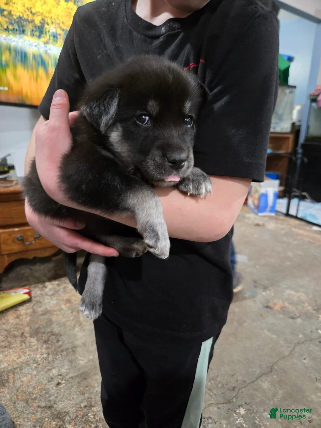 Goberian dogs for sale: Goberian light blue Puppy 7 - Ad 1