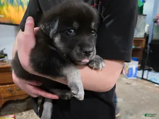 Goberian dogs Goberian light blue Puppy 7 - Ad 9