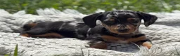 Miniature Dachshund dogs for sale: Gloria - Ad 5