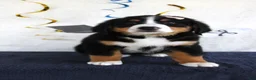Bernese Mountain Dog dogs for sale: Mercy - Ad 2