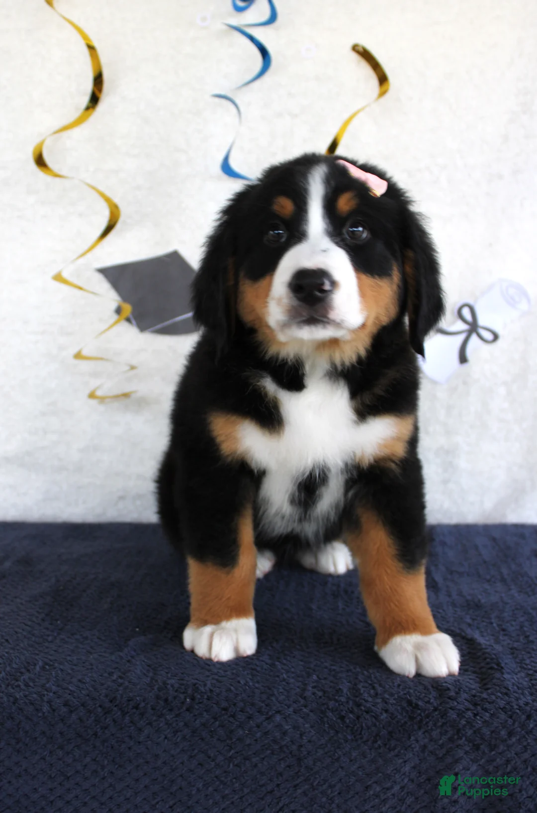 Bernese Mountain Dog dogs for sale: Mercy - Ad 2