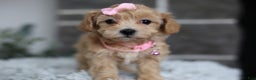 Maltipoo dogs for sale: Joy  - Ad 6