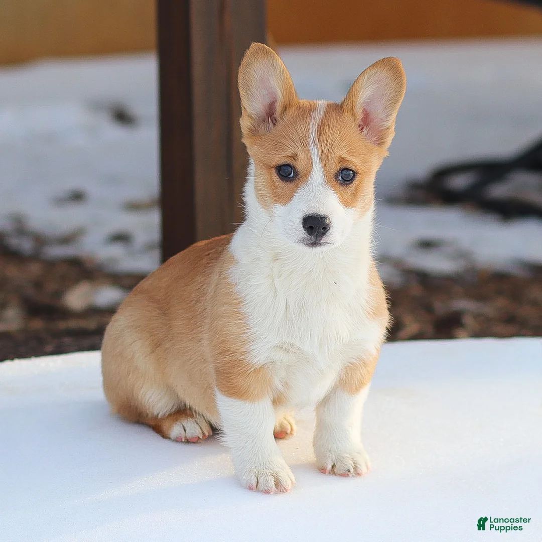 Welsh Corgi Pembroke dogs for sale: Karson Welsh Corgi Pembroke - Ad 4