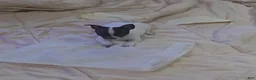 Chihuahua dogs for sale: Dottie and spot - Ad 3