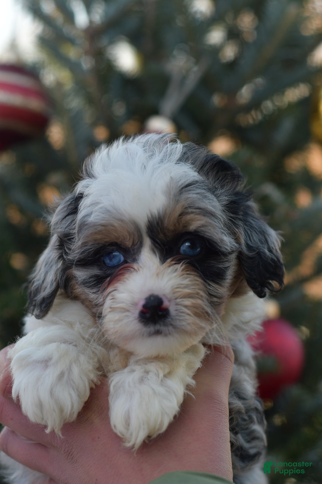 Mini Aussiedoodle dogs for sale: Rory - Ad 14