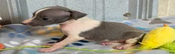 Italian Greyhound dogs for sale: Tiny Tot - Ad 4
